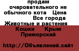 продам очаровательного не обычного кота › Цена ­ 7 000 000 - Все города Животные и растения » Кошки   . Крым,Приморский